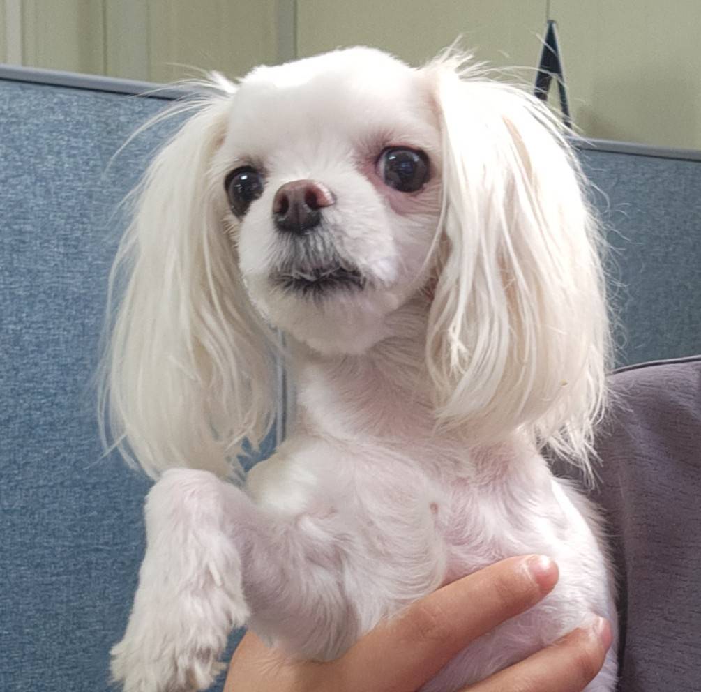 한국야생동물보호협회_441393202301633